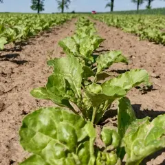 Rzędy młodych buraków cukrowych na polu. Gleba jest sucha, a rośliny potrzebują deszczu, by dobrze rosły. Krzem w glebie wspiera ich rozwój.