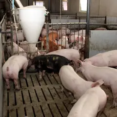 Jakie zboże dla świń zapewni zdrowie i lepszy przyrost masy?