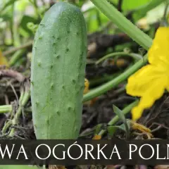 Ogórek jak siać: Kluczowe wskazówki dla udanej uprawy w ogrodzie