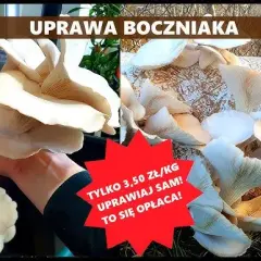 Jak uprawiać boczniaki w domu – proste metody i najczęstsze błędy
