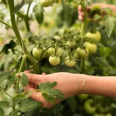Ręka pielęgnuje krzak pomidorów odmiany Baron, z którego zwisają zielone owoce.