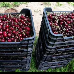 Kiedy sezon na wiśnie? Sprawdź, kiedy najlepiej zbierać owoce