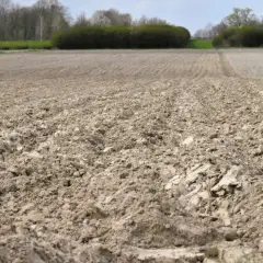 Kiedy siać nawóz na zboża jare, aby uniknąć niskich plonów