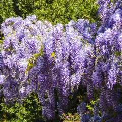 Obfite grona fioletowej wisterii zwisają kaskadami, tworząc spektakularny widok. To właśnie wiosną wisteria kwitnie najpiękniej.