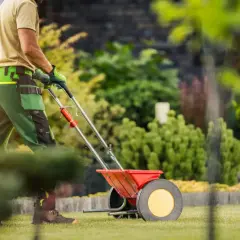 Ogrodnik rozsypuje mocznik na trawnik za pomocą rozsiewacza, dbając o piękny ogród.