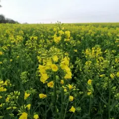 Pole rzepaku w pełnym rozkwicie, tworzące złote morze. Wiosna, kiedy kwitnie rzepak, to piękny widok.