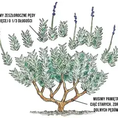 Ilustracja pokazuje, kiedy przycinać lawendę: zeszłoroczne pędy o 1/3 długości, unikając starych, zdrewniałych pędów.