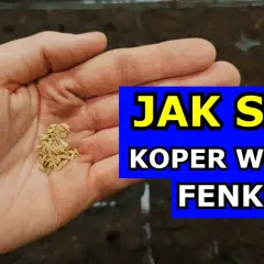 Kiedy siać koper, aby uniknąć nieudanych plonów i cieszyć się zbiorem