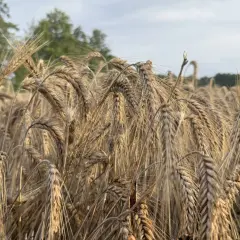 Optymalna wilgotność zboża do koszenia – uniknij strat w plonach