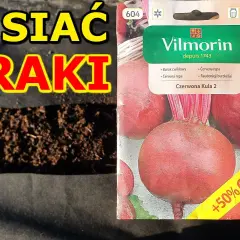 Kiedy siać buraczki czerwone, aby uniknąć błędów w uprawie