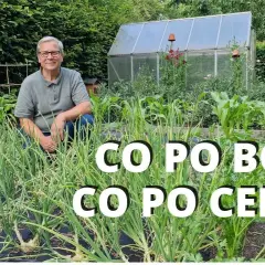 Co siać po bobie, aby maksymalizować plony i zdrowie gleby?