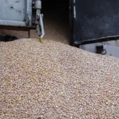 Dlaczego zboże z Ukrainy zalewa Polskę i co to oznacza dla rolników?