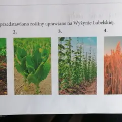 Co uprawia się na wyżynie lubelskiej? Poznaj najważniejsze rośliny