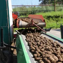 Ziemniaki z taśmociągu spadają na kolejny, gotowe do dalszej obróbki. To efekt ciężkiej pracy przy uprawie ziemniaków.