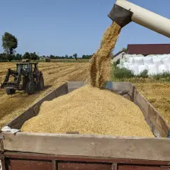 Żniwa w pełni! Kombajn wysypuje zboże do przyczepy. Rolnicy liczą na dobre aktualne ceny zbóż.