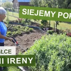 Jak siać żyto na poplon – uniknij najczęstszych błędów i zyskaj plony