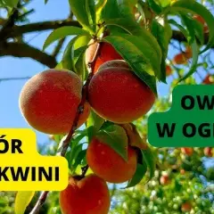 Kiedy jest sezon na brzoskwinie w Polsce? Sprawdź, aby nie przegapić!