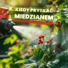 Kiedy opryskiwać drzewa owocowe miedzianem, aby uniknąć chorób?