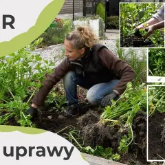Jak uprawiać seler – sprawdzone metody na zdrowe plony w ogrodzie