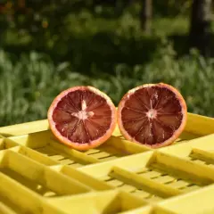 Kiedy jest sezon na grejpfruty? Odkryj najlepszy czas na świeże owoce