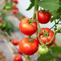 Kiedy jest sezon na pomidory? Sprawdź najlepszy czas na świeże smaki
