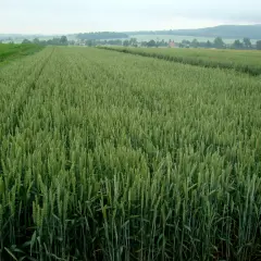 Zielone pole jęczmienia ozimego rozciąga się po horyzont, z kukurydzą po lewej.