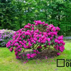 Obficie kwitnący rododendron w intensywnym różowym kolorze, zachwyca wiosną. Obok kwitnie drugi, fioletowy.