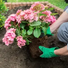 Sadzenie różowej hortensji w ziemi przez osobę w zielonych rękawiczkach.