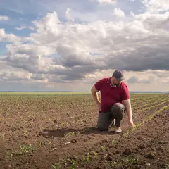 Kiedy siać kukurydzę, aby uniknąć błędów i uzyskać obfite plony