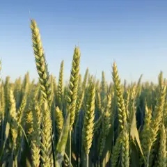 Zboże dojrzewa na polu, czekając na żniwa. Czy to już czas na zimną Zośkę?
