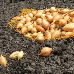 Jak uprawiać cebulę dymkę - proste sposoby na zdrowe plony w ogrodzie