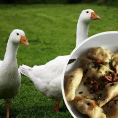 Gęś kołudzka na zielonej trawie, obok talerz pysznych pierogów.
