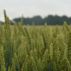 Kiedy sieje się zboża ozime? Kluczowe terminy i błędy do uniknięcia