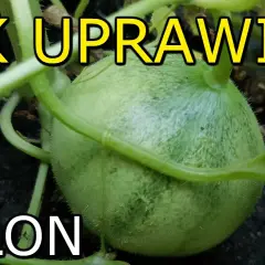 Jak uprawiać melony w Polsce: proste kroki do udanych plonów