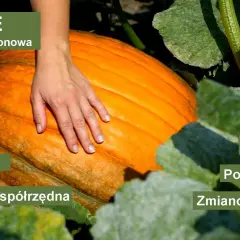 Jak uprawiać dynie - sekrety udanej uprawy i pielęgnacji roślin