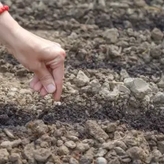 Do kiedy siać pietruszkę, aby uniknąć nieudanych zbiorów?