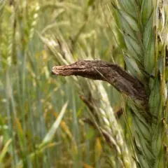 Na kłosie zboża widoczny jest sporysz, ciemnobrązowy, przypominający kształtem małego smoka.