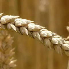 Kłos zboża jarego w zbliżeniu na tle pola.