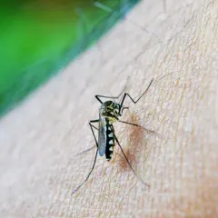 Kiedy jest sezon na komary? Sprawdź, jak się przygotować na inwazję