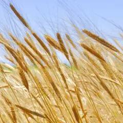 Jesienią wysiewa się zboża jare czy ozime - co warto wiedzieć?
