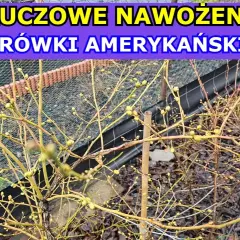 Kiedy sypać nawóz pod borówkę, aby uniknąć złego owocowania?