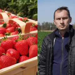 Kosze pełne soczystych truskawek odmiany Rumba, obok rolnik na polu.