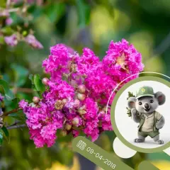 Jaki nawóz do lagerstroemia, aby uniknąć słabego wzrostu roślin?