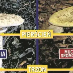 Kiedy jest sezon na kanie? Sprawdź najlepszy czas na zbiór tych grzybów