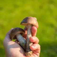 Kiedy sezon na prawdziwki? Odkryj najlepszy czas na zbieranie grzybów