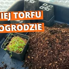 Co można uprawiać na ziemiach torfowych? Odkryj najlepsze rośliny