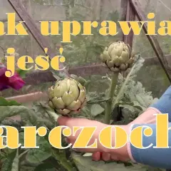 Jak uprawiać karczochy - uniknij najczęstszych błędów w pielęgnacji