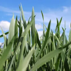 Zielone źdźbła zbóż jarych pną się ku błękitnemu niebu z białymi chmurkami.