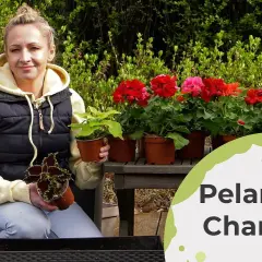 Jak uprawiać pelargonie, by kwitły obficie przez cały sezon