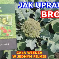 Jak uprawiać brokuły: proste sposoby na zdrowe plony w ogrodzie